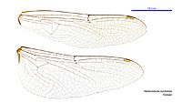 Hemicordulia australiae female wings (35059803555)