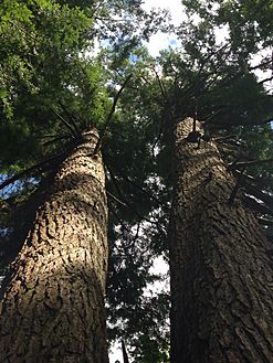 Hemlock tree in Cathedral State Park