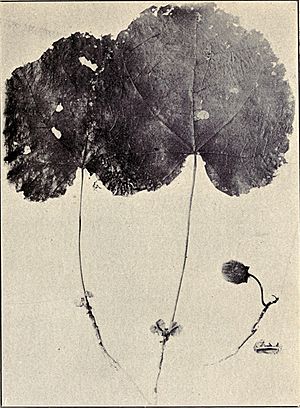 Hibiscadelphus Hualalaiensis.jpg