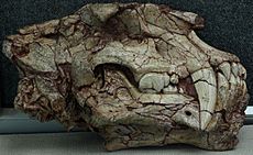 HomotheriumCrenatidens-PaleozoologicalMuseumOfChina-May23-08