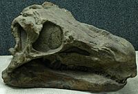 HuayangosaurusTaibaii-PaleozoologicalMuseumOfChina-May23-08