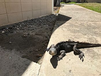 Iguana at the marine lab on Isla Magueyes in Puerto Rico.jpg