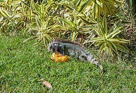Iguana iguana eating Mangifera indica from Venezuela