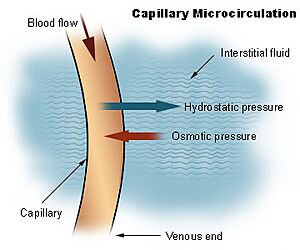 Illu capillary microcirculation