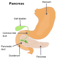 Illu pancrease