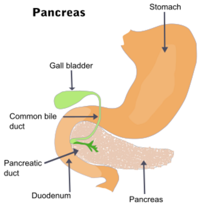 Illu pancrease.svg