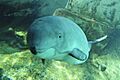 Jack, a harbour porpoise at Vancouver Aquarium