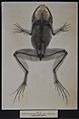 James Green & James H. Gardiner - Sciagraphs of British Batrachians and Reptiles - 1897 - Rana Esculenta