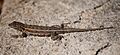 Joshua Tree NP - Desert Side-blotched Lizard - 1