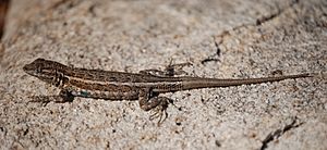 Joshua Tree NP - Desert Side-blotched Lizard - 1.jpg