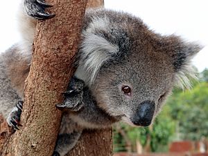 Koala - Werribee Open Range Zoo - Melbourne - Australia 2019