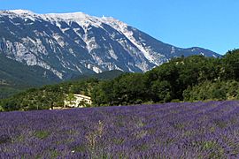 Lavender field and Mont Ventoux