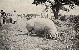 Lincolnshire Curly Coated pig 