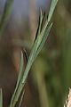 Linum lewisii 9746