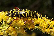 Locust borer wiki