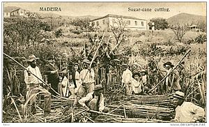 Madeira, Apanha de canas - B.P. n.º 155 (7)