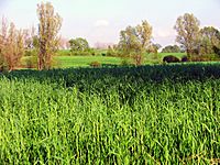 Maize field