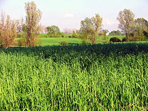 Maize field