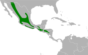 Megascops trichopsis map.svg