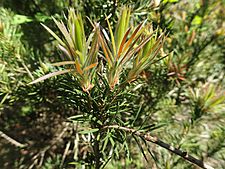 Melaleuca subulata foliage