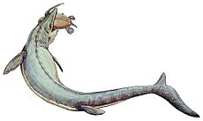 Mosasaurus 21copy