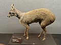 Moschus berezovskii - Kunming Natural History Museum of Zoology - DSC02453
