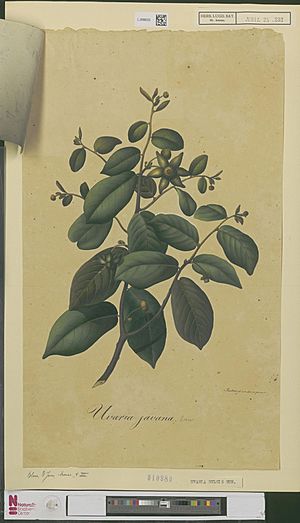 Naturalis Biodiversity Center - L.2096225 - Sixtus, Ernst Philipp - Uvaria dulcis Dun - Artwork.jpeg