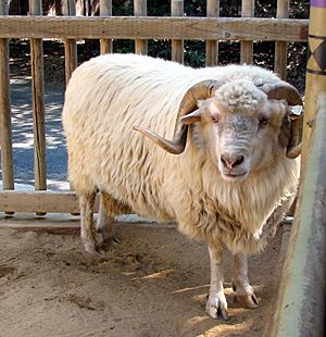 A white sheep with long wool locks and long, curved horns.