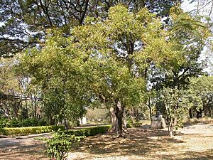Neemtree