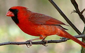 Northern Cardinal Male-27527-4