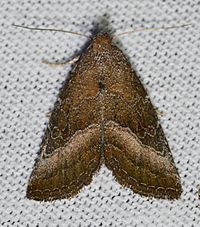 Ogdoconta cinereola – Common Pinkband Moth ID thanks to Ken (14613328414)