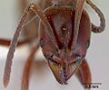 Pachycondyla castaneicolor casent0172339 head 1