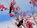 Pair of tui in flowering tree