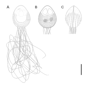Parasite180057-fig2 Chloromyxum atlantoraji drawing