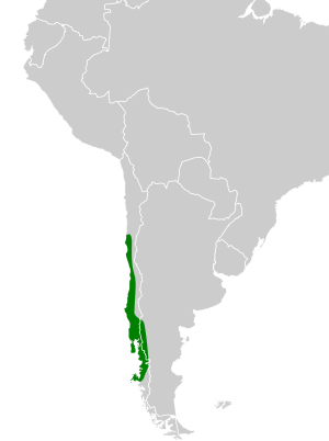 Patagioenas araucana map.svg