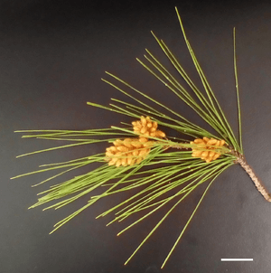 Pinus radiata pollen cones, 2 cm scale bar