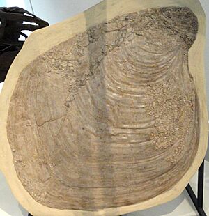Platyceramus platinus with Pseudoperna congesta, Gove County, Kansas, USA, Late Cretaceous - Royal Ontario Museum - DSC00063 cropped