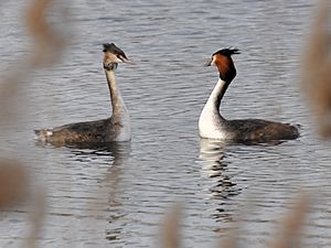 Podiceps cristatus 2a