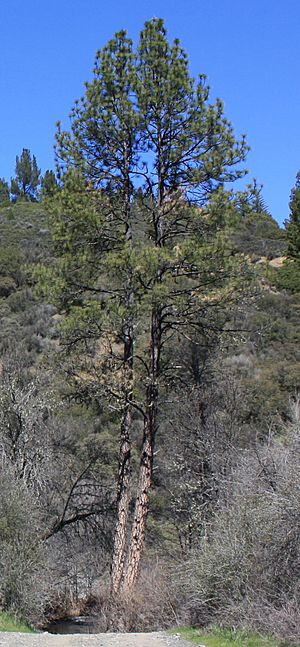Ponderosa Pine, Crabtree Hot Springs, Lake County, California