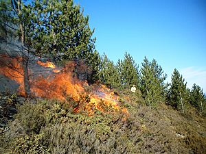 Prescribed burn in a Pinus nigra stand in Portugal