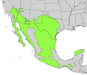Prosopis juliflora range map.jpg