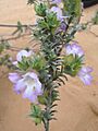 Prostanthera ammophila Yumbarra CP3. e plant