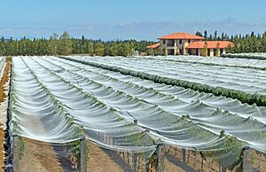 Protecting Grape Vines from Birds. (16371452799)