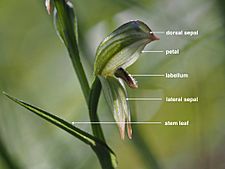 Pterostylis longifolia (labelled)