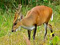 Red Muntjac (Muntiacus muntjak curvostylis) (7109809349)