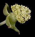 Ricinus communis (male) - Flickr - Kevin Thiele
