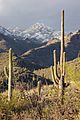 Sabino Canyon Tucson Arizona