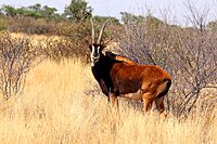 Sable antelope (Hippotragus niger) young male