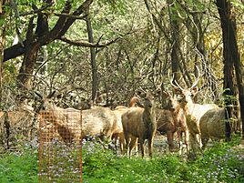 Sambar deer in City Forest Park,Chandigarh