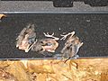 Seiurus aurocapilla chicks